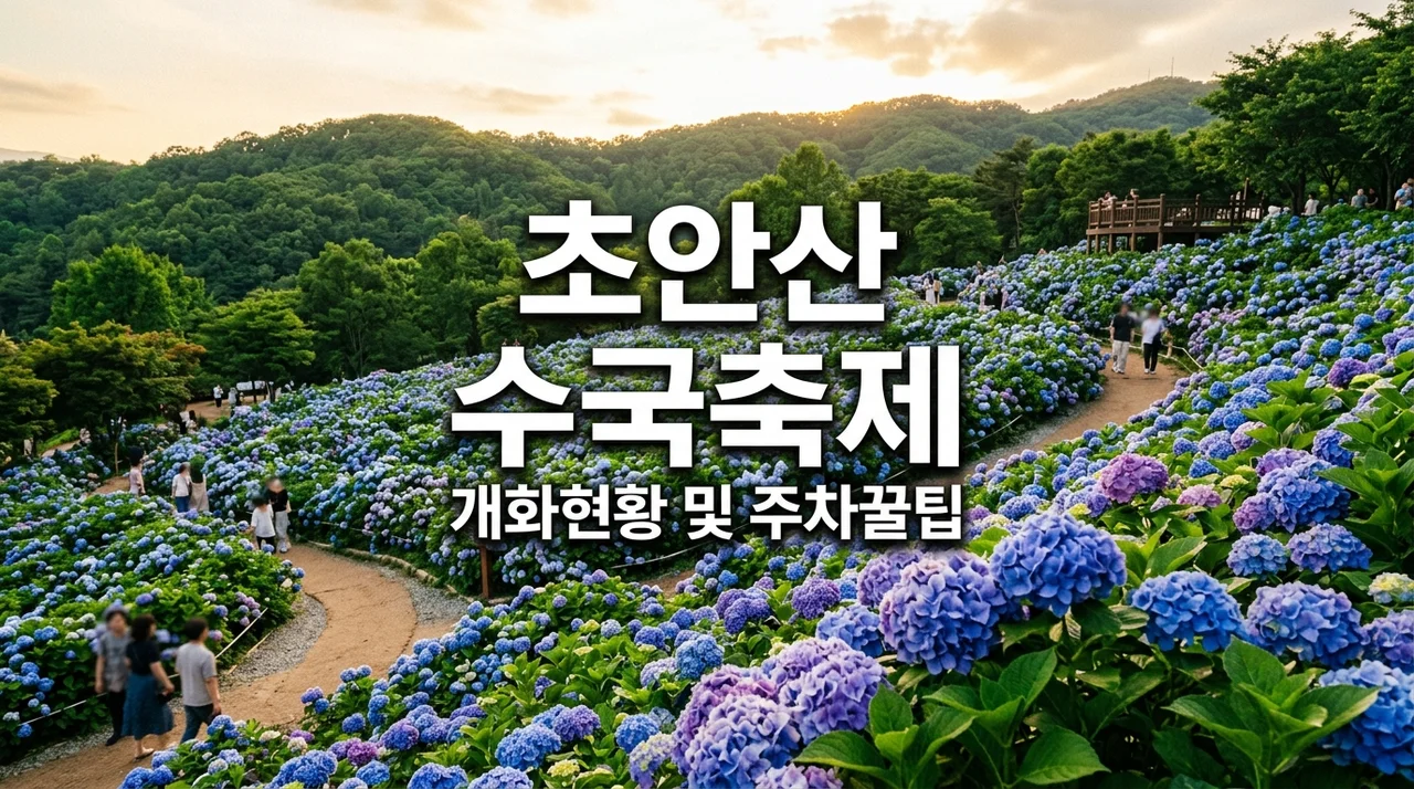 초안산 수국축제 개화상태 보고 당황했던 이유와 주차 꿀팁