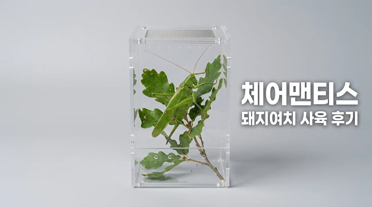 체어맨티스 돼지여치 사육 후기: 희귀 풀벌레 입양부터 케어까지